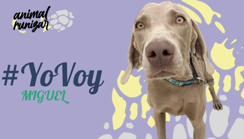 #YoVoy - MIGUEL (ANIMALRUNIZAR 2022)