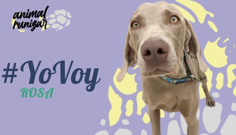 #YoVoy - ROSA (ANIMALRUNIZAR 2022)