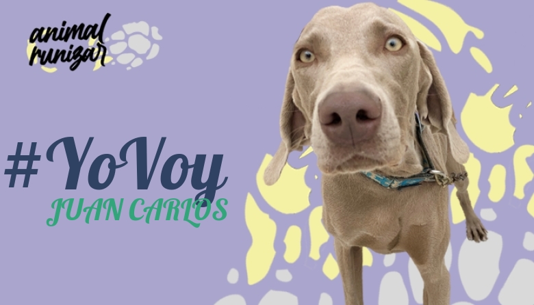 #YoVoy - JUAN CARLOS (ANIMALRUNIZAR 2022)