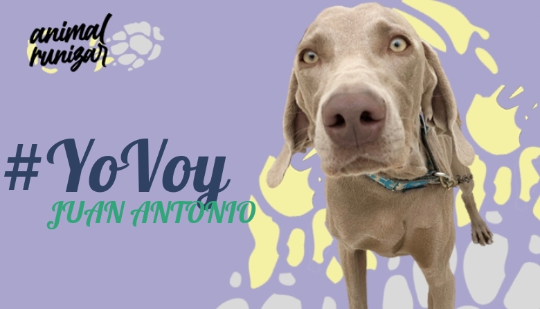 #YoVoy - JUAN ANTONIO (ANIMALRUNIZAR 2022)